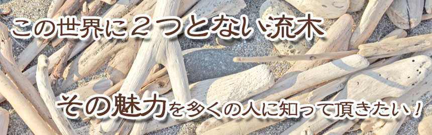 流木の魅力